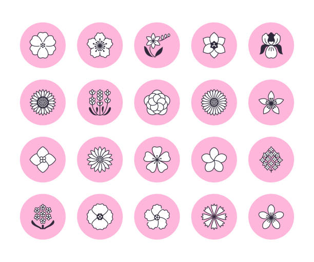 Flowers flat line icons. Beautiful garden plants - sunflower, poppy, cherry flower, lavender, gerbera, plumeria, hydrangea blossom. Thin signs for floral store Flowers flat line icons. Beautiful garden plants - sunflower, poppy, cherry flower, lavender, gerbera, plumeria, hydrangea blossom. Thin signs for floral store. magnolia flower icon stock illustrations