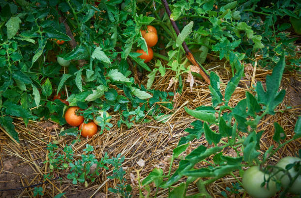 istock Organic, fresh and healthy tomatoes 1162505799