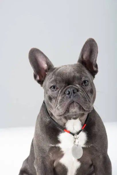 Photo of Adorable french bulldog portrait looking at camera at studio