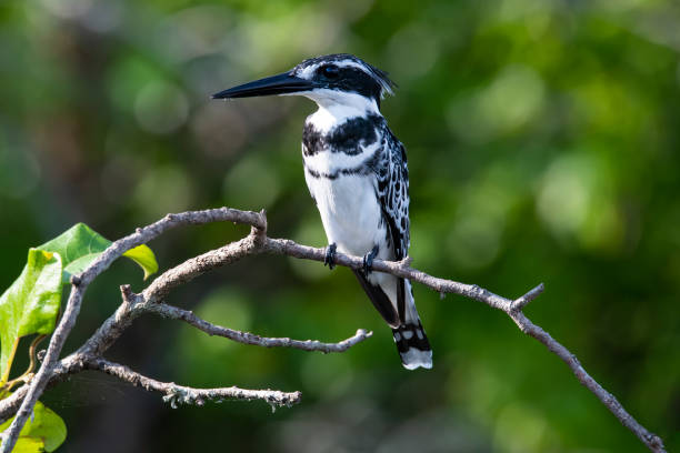 istock Pied kingfisher (Ceryle rudis) at the Nile River, Uganda 1162511204