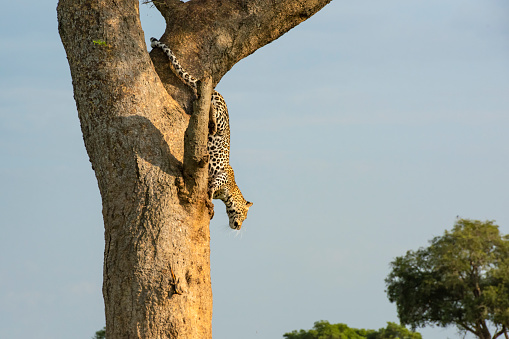 An African Leopard (Panthera pardus pardus) is climbing and jumping down from an Acacia tree in the green Savanna of East Africa. Location: Murchison Falls National Park, Uganda.