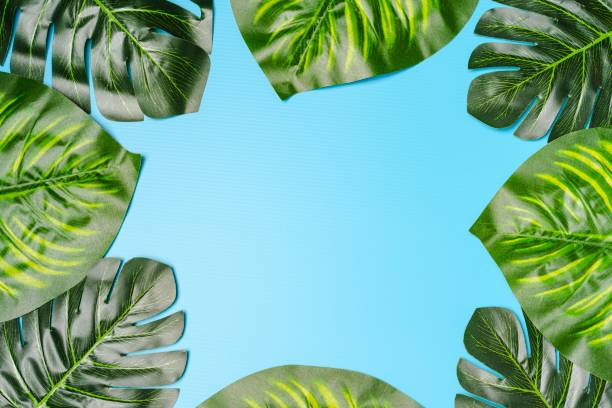 istock Giant Monstera Leaves 1162513810