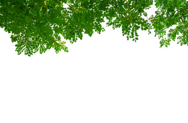 istock fresh light green leave isolated on white background 1162513841