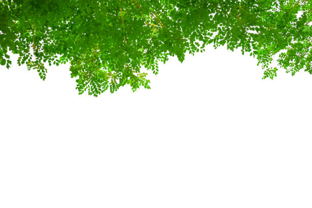 istock fresh light green leave isolated on white background 1162513865