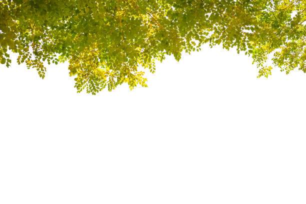 istock fresh light green leave isolated on white background 1162513866