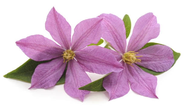 istock Purple clematis and leaves. 1162513993
