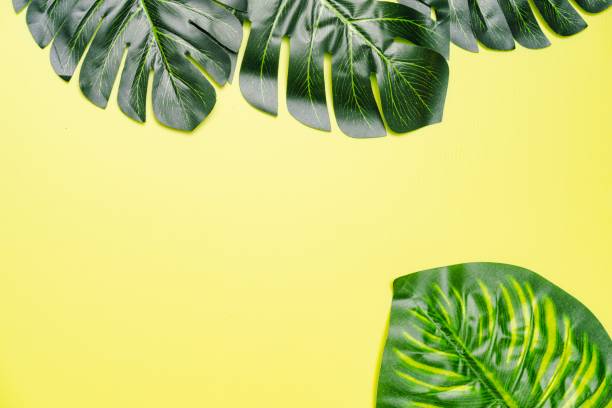 istock Giant Monstera Leaves 1162514300