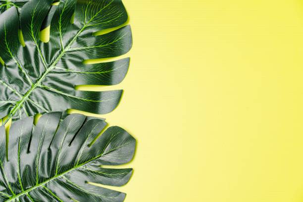 istock Giant Monstera Leaves 1162514451