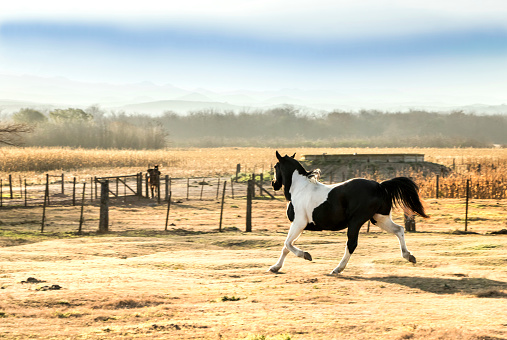 Horse trot in agricultural and livestock field, Córdoba, Argentina.