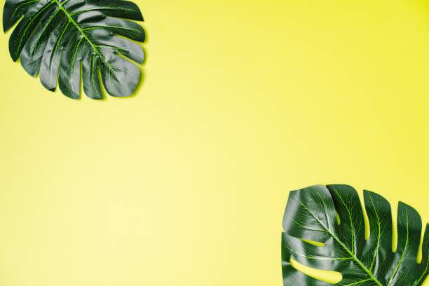 istock Giant Monstera Leaves 1162515911