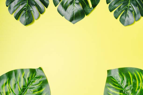 istock Giant Monstera Leaves 1162515915