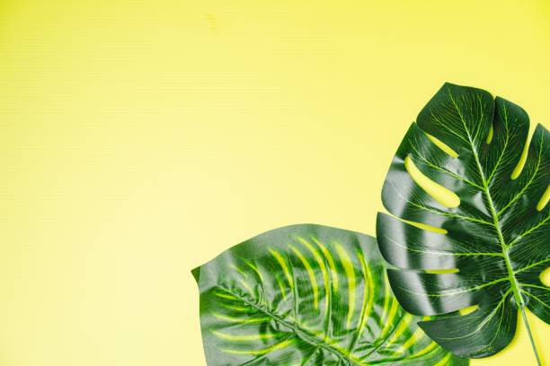 istock Giant Monstera Leaves 1162516032