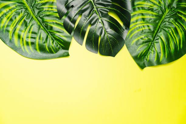 istock Giant Monstera Leaves 1162516126