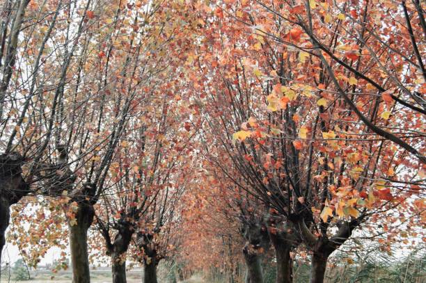 istock treestop in autumn 1162517579