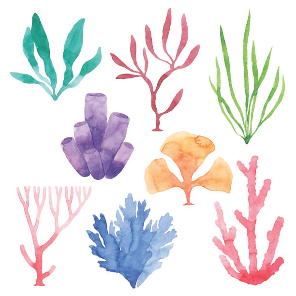 aquarell meerpflanzen set - aquatisches lebewesen stock-grafiken, -clipart, -cartoons und -symbole