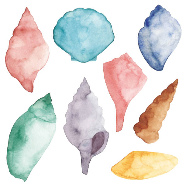 Watercolor Sea Shell Set Vector illustration of watercolor sea shells. clam animal stock illustrations