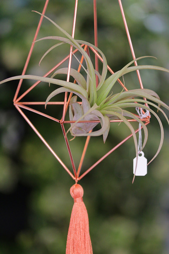 Stock Photo of air plant houseplant in stylish metal copper planter flower pot growing without soil and roots in hanging basket like modern terrarium, Tillandsia Ionantha species of air plants needing misting, isolated against blurred green garden background