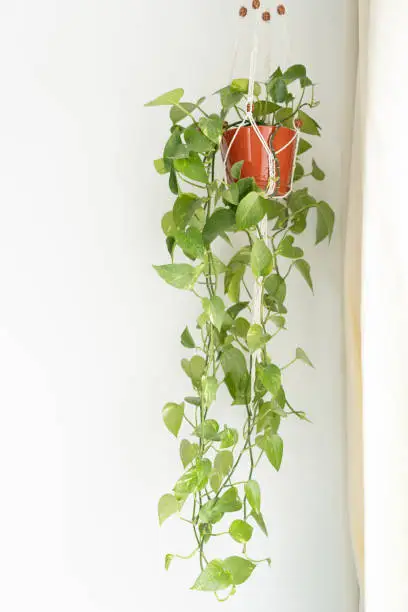 Climbing plant in a bright interior - Epipremnum.