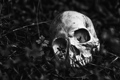 Stark black-and-white look at a partly disinterred human skull lying in dirt.