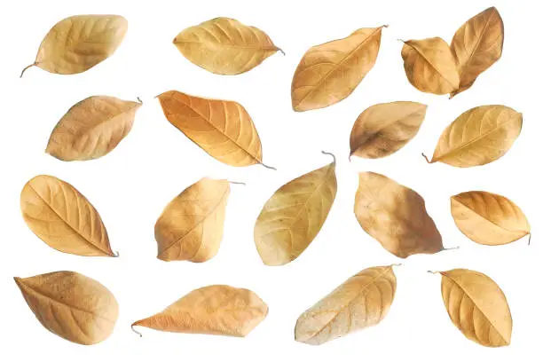 Photo of Dry leaf. (With Clipping Path).