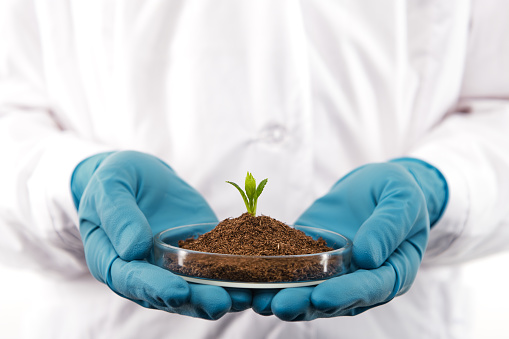 Close up of biologist hands wearing blue gloves, holding single growing sprout in test dish