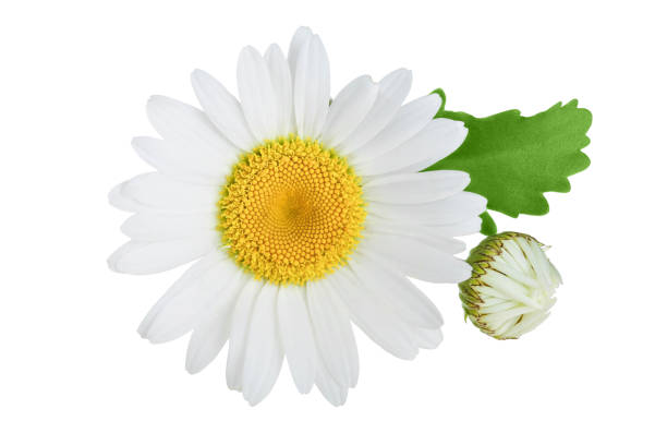 istock one chamomile or daisies with leaves isolated on white background 1162521500