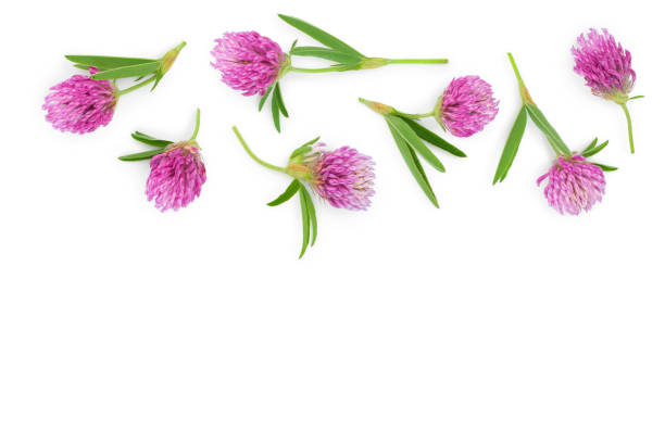 istock Clover or trefoil flower medicinal herbs isolated on white background with copy space for your text. Top view. Flat lay 1162521509