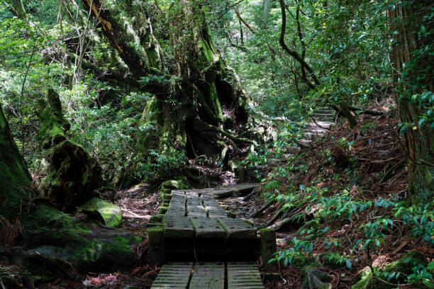 istock Mountain trail in Yakushima 1162522841
