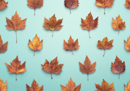 Autumn pattern with dry maple leaves on blue background.
