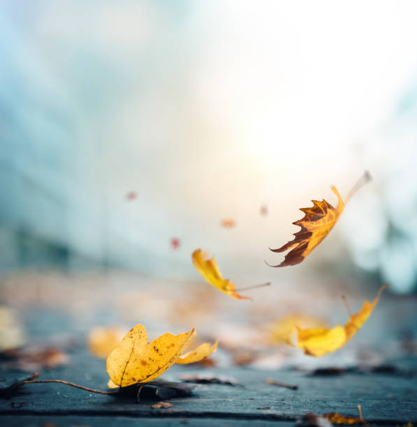 It's time for autumn Autumn background with falling leaves. maple leaf photos stock pictures, royalty-free photos & images