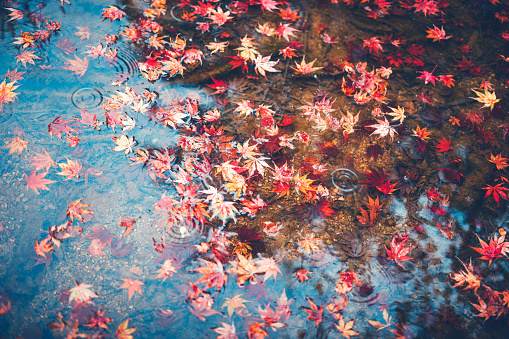 Autumn leaves floating on water surface.