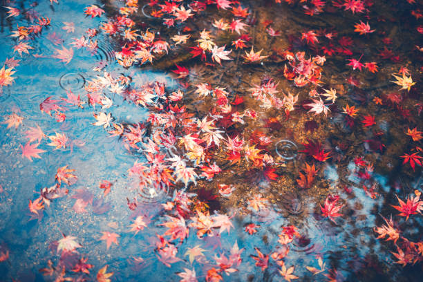 осенн�ий фон с красными кленовыми листьями - autumn falling leaf water стоковые фото и изображения
