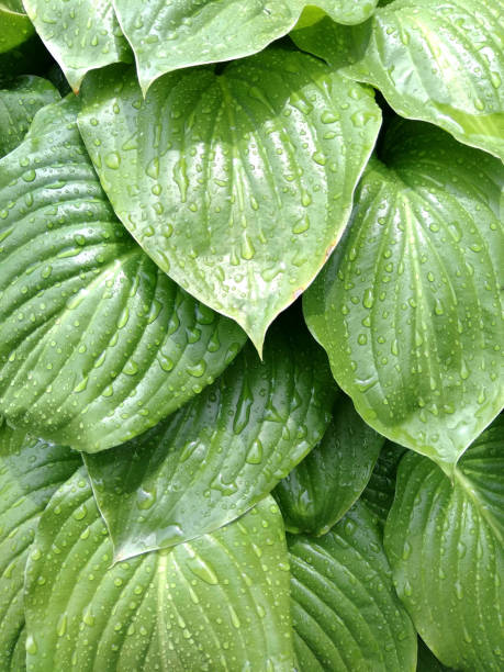 istock big green leaves in dew background 1162523164