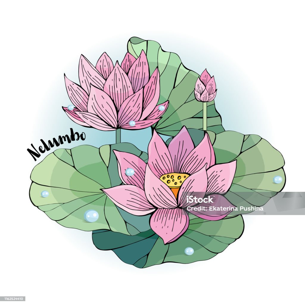 Hình Minh Họa Vector Hoa Sen Hoa Sen Hồng Đẹp Trên Nền Trắng Vẽ ...