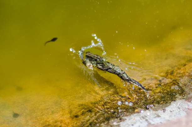 big frog jumps into the water lake