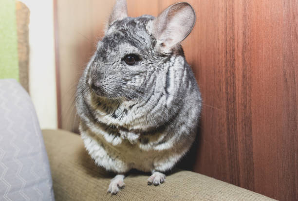istock Grey chinchilla is sitting on the sofa. Cute fluffy pet. 1162524799