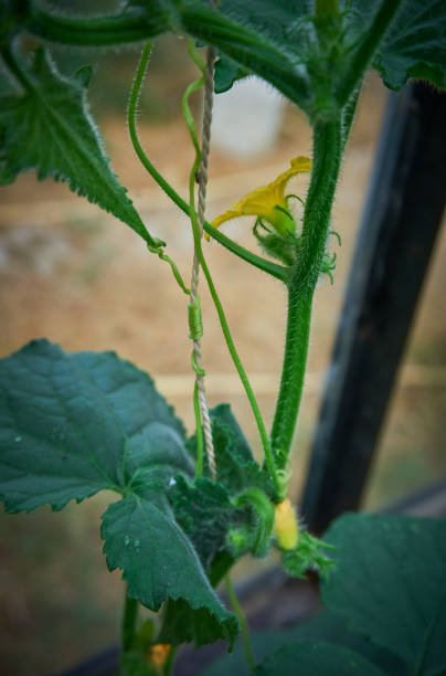 istock Growing organic cucumber in glasshouse 1162525658