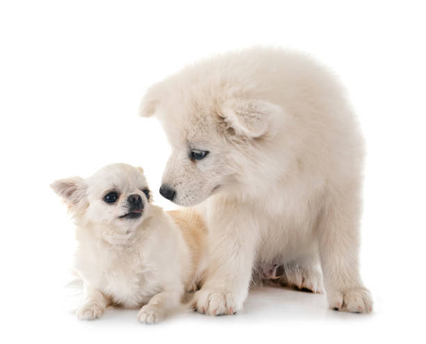 istock puppy samoyed dog and chihuahua 1162525947