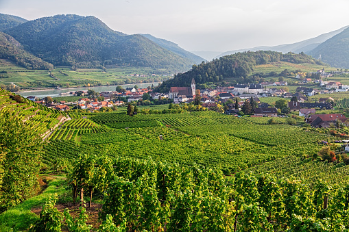 Vineyards near Spitz, Wachau valley, Austria