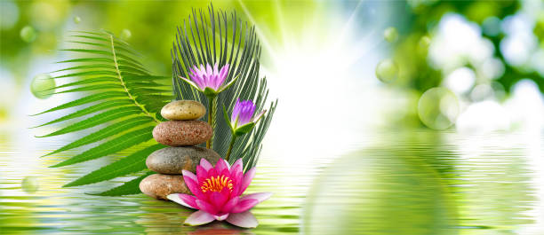 istock lotus flower and stones on water 1162526343