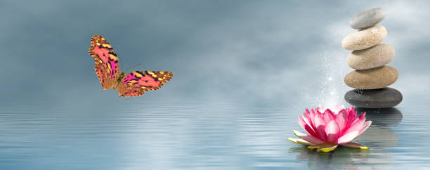 image of lotus, stones, butterfly on water background