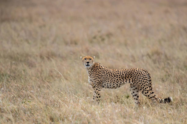 istock Cheetah male in Masai Mara 1162527052