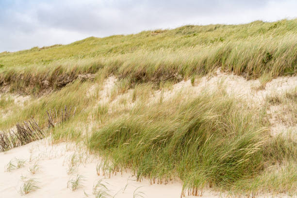 Ammophila, commonly known as marram grass, growing on sand dunes in the Northwest of England