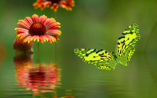 Flor Sobre El Agua Y Mariposa De Cerca Foto de stock y más banco de imágenes de Accidentes y desastres - Accidentes y desastres, Agua, Aire libre - iStock Flor Sobre El Agua Y Mariposa De Cerca Foto de stock y más banco de imágenes de Accidentes y desastres - Accidentes y desastres, Agua, Aire libre - iStock