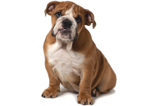 istock English bulldog sitting on a white background and looking forward. 1162527611