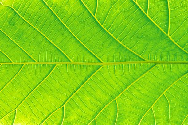 istock Full frame shot of green leaf texture background. 1162527699