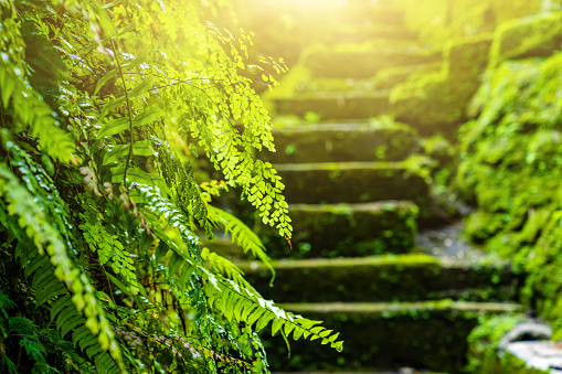 Old staircase covered with moss and tropical plants