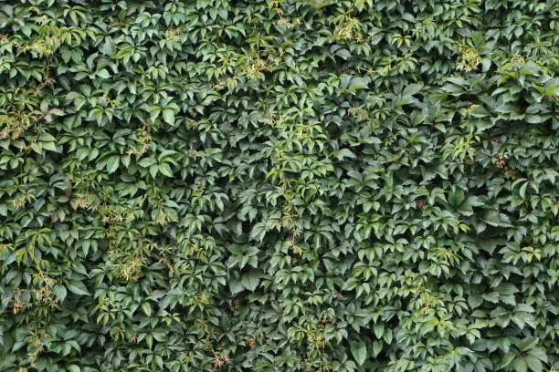 Photo of Wall, thickly covered with green leaves of Victoria creeper (Parthenocissus quinquefolia, Five-leaved ivy, Virginia creeper, five-finger), summer