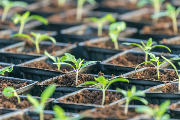 istock Sprouted Tomato. Potted Tomato Seedlings Green Leaves. 1162529528