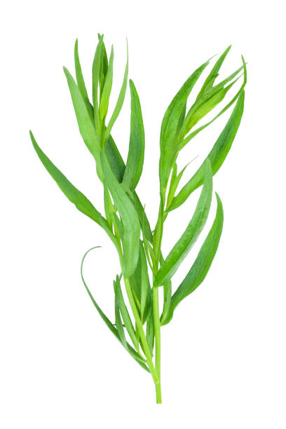 istock tarragon or estragon isolated on a white background. Artemisia dracunculus. Top view. Flat lay 1162530799